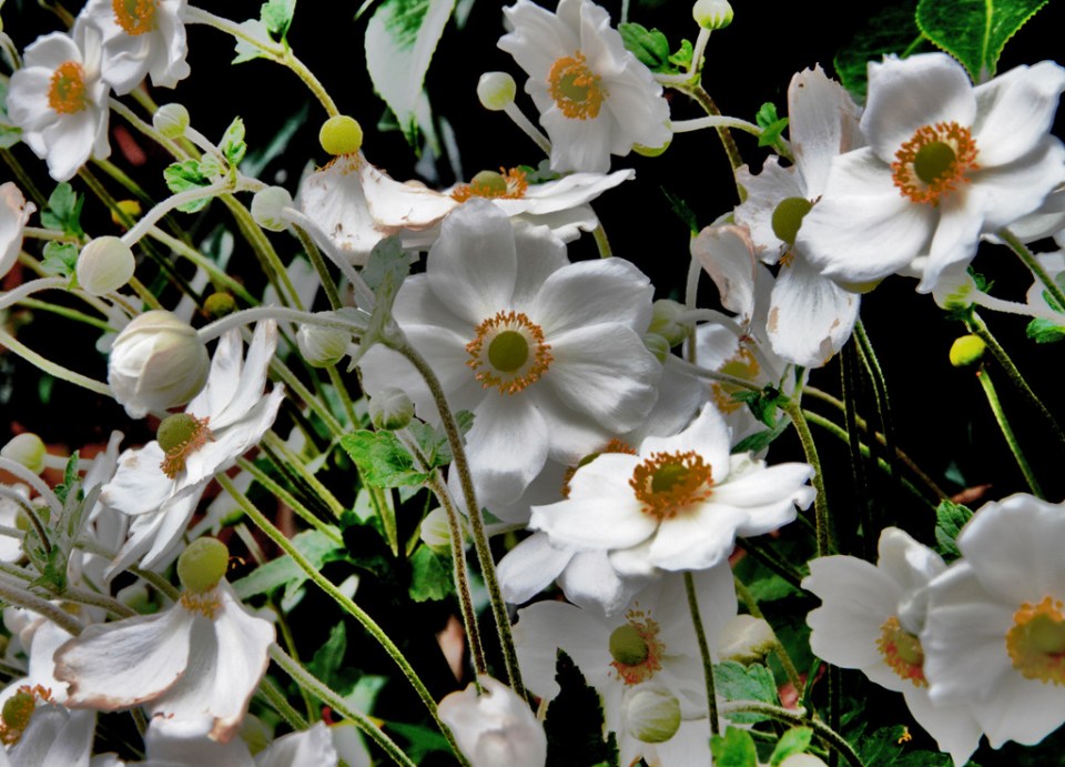 Ron and Pauline flowers1